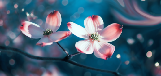 ハナミズキ リミックス